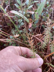 Ionactis repens