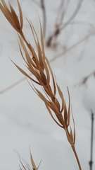 Elymus curvatus