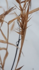 Elymus curvatus