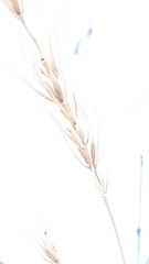 Elymus curvatus