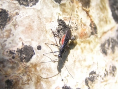 Braconinae