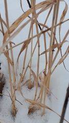 Elymus curvatus