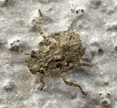 Poiocerinae