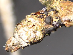 Berberis amurensis