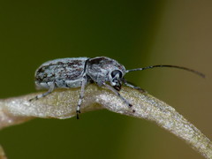 Euciodes suturalis