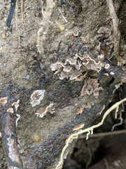 Fungi
