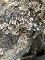 Fungi