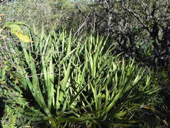 Agave angustiarum