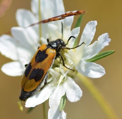 Lydus trimaculatus