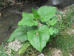 Smallanthus pyramidalis
