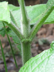 Smallanthus pyramidalis