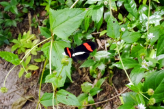 Heliconius melpomene