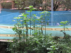 Smallanthus pyramidalis