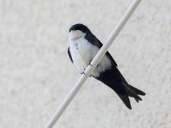 Pygochelidon cyanoleuca