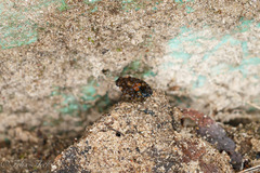 Ochteridae