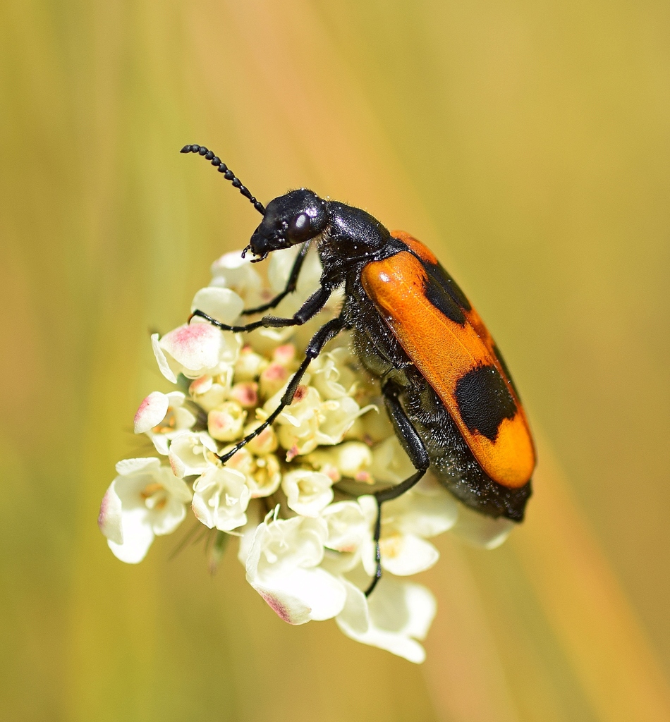 Lydus trimaculatus