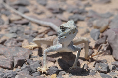 North East African Desert Agama photo 3