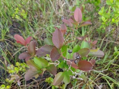 Zenobia pulverulenta