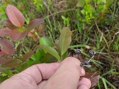 Zenobia pulverulenta