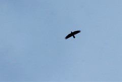 Corvus corax kamtschaticus
