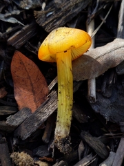 Hygrocybe