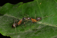 Camponotus lespesii
