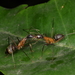 Camponotus lespesii - Photo (c) Carlos Alexandre Raposo, some rights reserved (CC BY-NC), uploaded by Carlos Alexandre Raposo