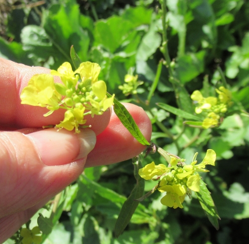Rapistrum rugosum iNat (3)