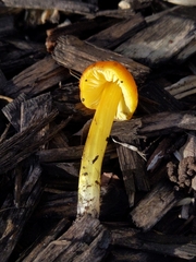 Hygrocybe