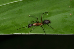 Camponotus lespesii