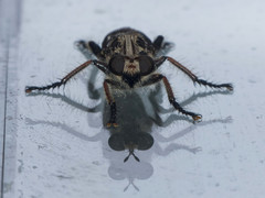 Andrenosomatini