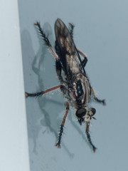 Andrenosomatini
