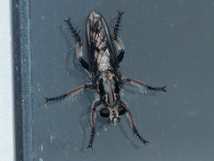 Andrenosomatini
