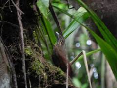 Xiphorhynchus guttatus