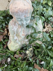 Corthylio calendula calendula