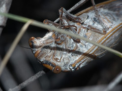 Calliopsida cinnabarina