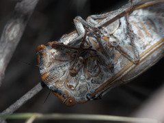 Calliopsida cinnabarina