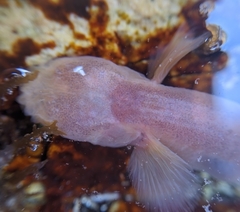 Typhlogobius californiensis