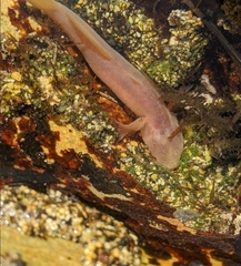 Typhlogobius californiensis