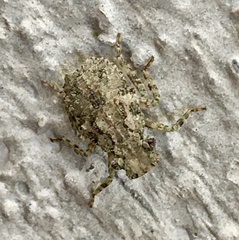 Poiocerinae