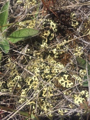 Xanthoparmelia semiviridis