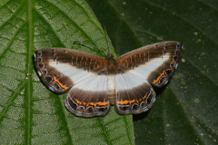 Nymphidium azanoides amazonensis