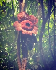 Rafflesia micropylora