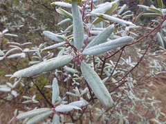 Frangula californica tomentella