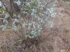 Frangula californica tomentella