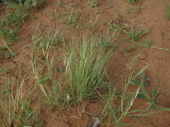 Aristida mutabilis
