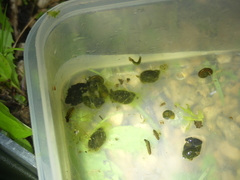 Ampullaceana balthica