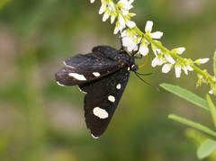 Alypiodes flavilinguis