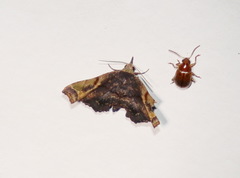 Esthlodora variabilis