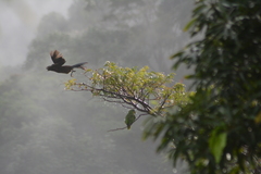 Ortalis ruficauda